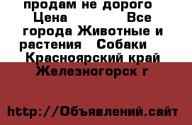 продам не дорого › Цена ­ 10 000 - Все города Животные и растения » Собаки   . Красноярский край,Железногорск г.